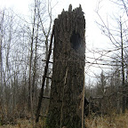 Дупло