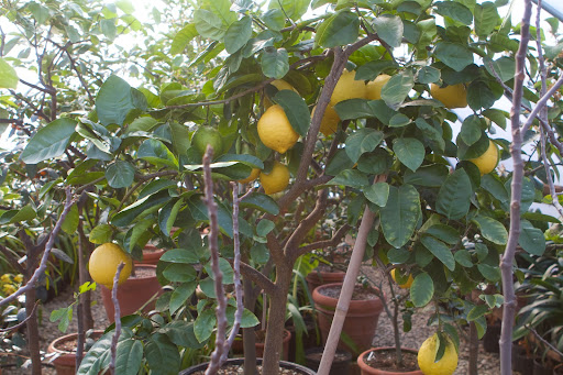 Franny, these large lemons are Ponderosa lemons. Because of their size, people love making lemonade with them because they have so much juice. Franny, these large lemons are Ponderosa lemons. Because of their size, people love making lemonade with them because they have so much juice.
