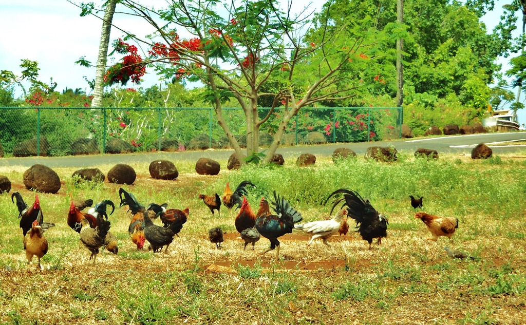 [Chickens_-Kauai-Hawaii9.jpg]