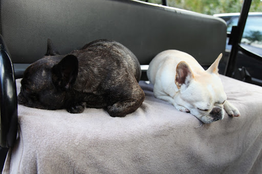 Sharkey and I are always on the go, so we're used to sleeping in moving vehicles, like the Kawasaki.