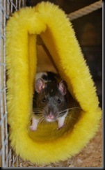 Rat Image