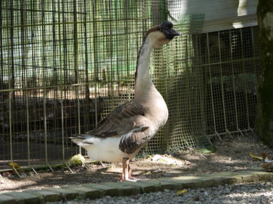 P1090209.jpg No idea why there was a goose on the loose...