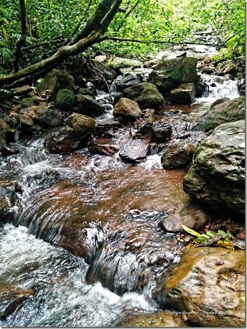 Rapids Rapids