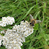 dsc01169.jpg