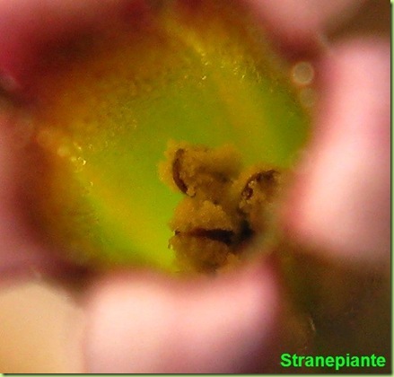Adromischus marianae little spheroid polline