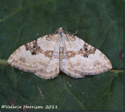 silver-ground-carpet