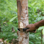 Zimt wird direkt vom Stamm geschnitten