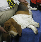 Basset Hound