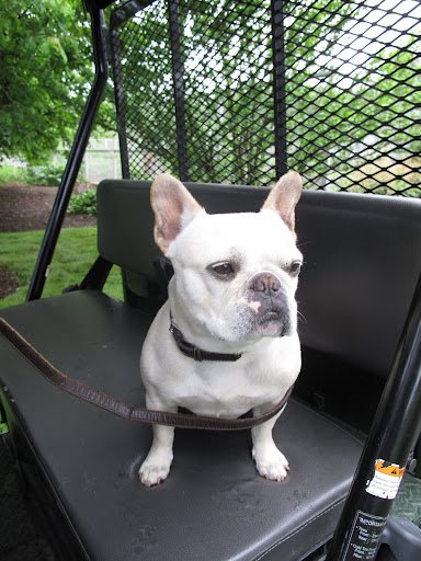 What if G.K. were to begin hunting squirrels?