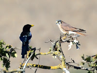 DSC_7799.jpg