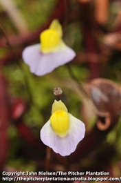 Utricularia_flowers