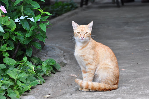 Cat