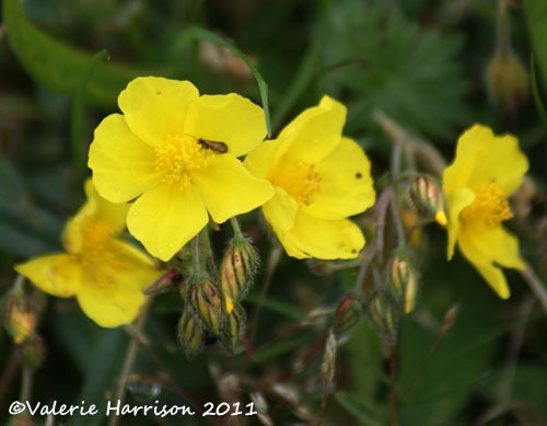 [23-rock-rose%255B2%255D.jpg]