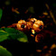 Pipsissewa