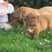 puppies gallery godsendxraven 53dias.jpg 001.jpg