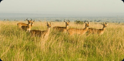 Wildlife in India