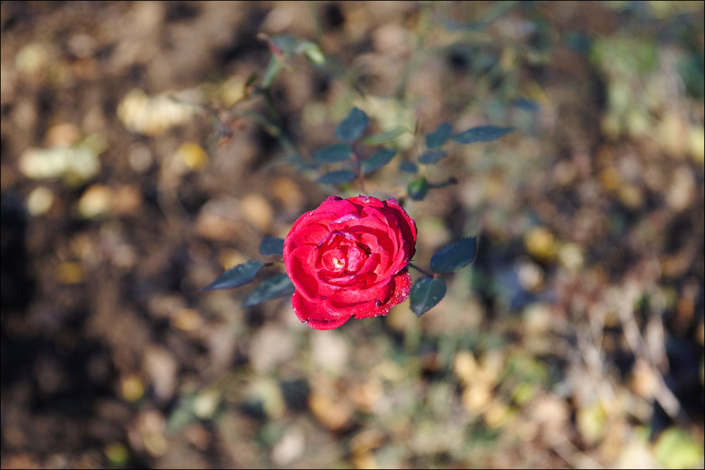 IMG_8694.jpg