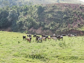 Dogs Trekking 6 (65) Dogs Trekking 6 (65)