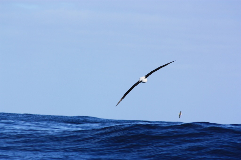 [Pelagic%252018%2520August%25202012%2520020_small%255B3%255D.jpg]