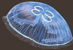 [jellyfishimagesaurelia52.jpg]