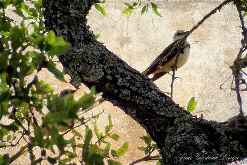 [ScissorTail_Couple%255B3%255D.jpg]