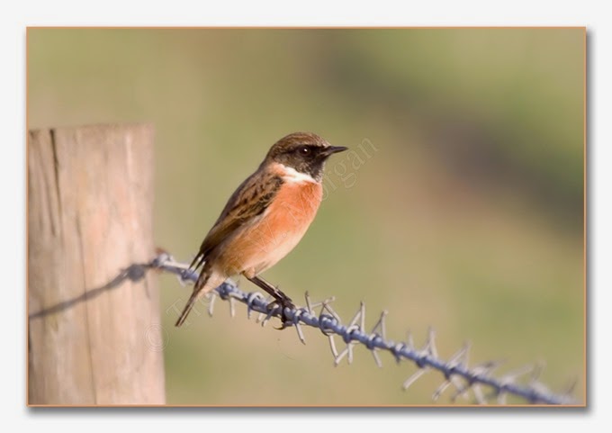 Local Birds 4  Stonechat  male 1  