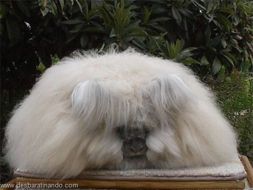 coelho angora peludo desbaratinando (2) coelho angora peludo desbaratinando (2)
