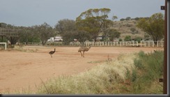 emus 002