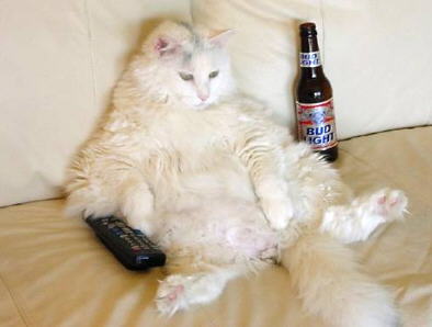 Two cats decided to marry..