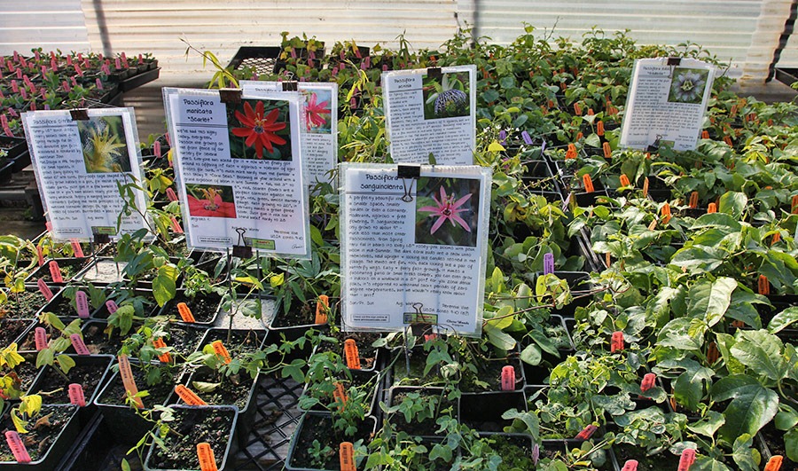 [110211_AnniesAnnuals_36%255B2%255D.jpg]