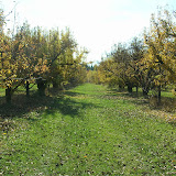 The Orchard in Hood River