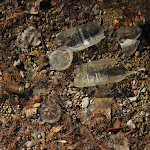 IMG_1667.JPG