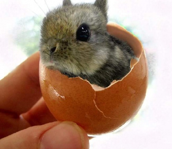 Cutest Bunny ever in an egg shell