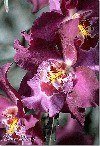 FPC_Orchids_Purple2
