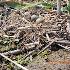 DSCN9498.JPG