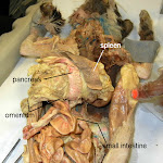pancreas_L.JPG