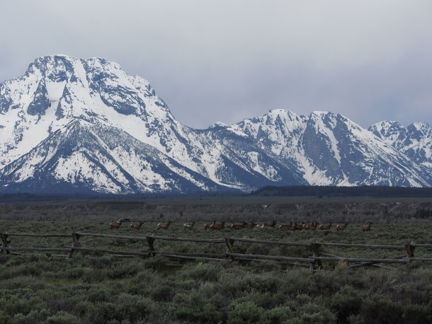 Grand Teton Mountain Range with Elk Herd Grand Teton Mountain Range with Elk Herd