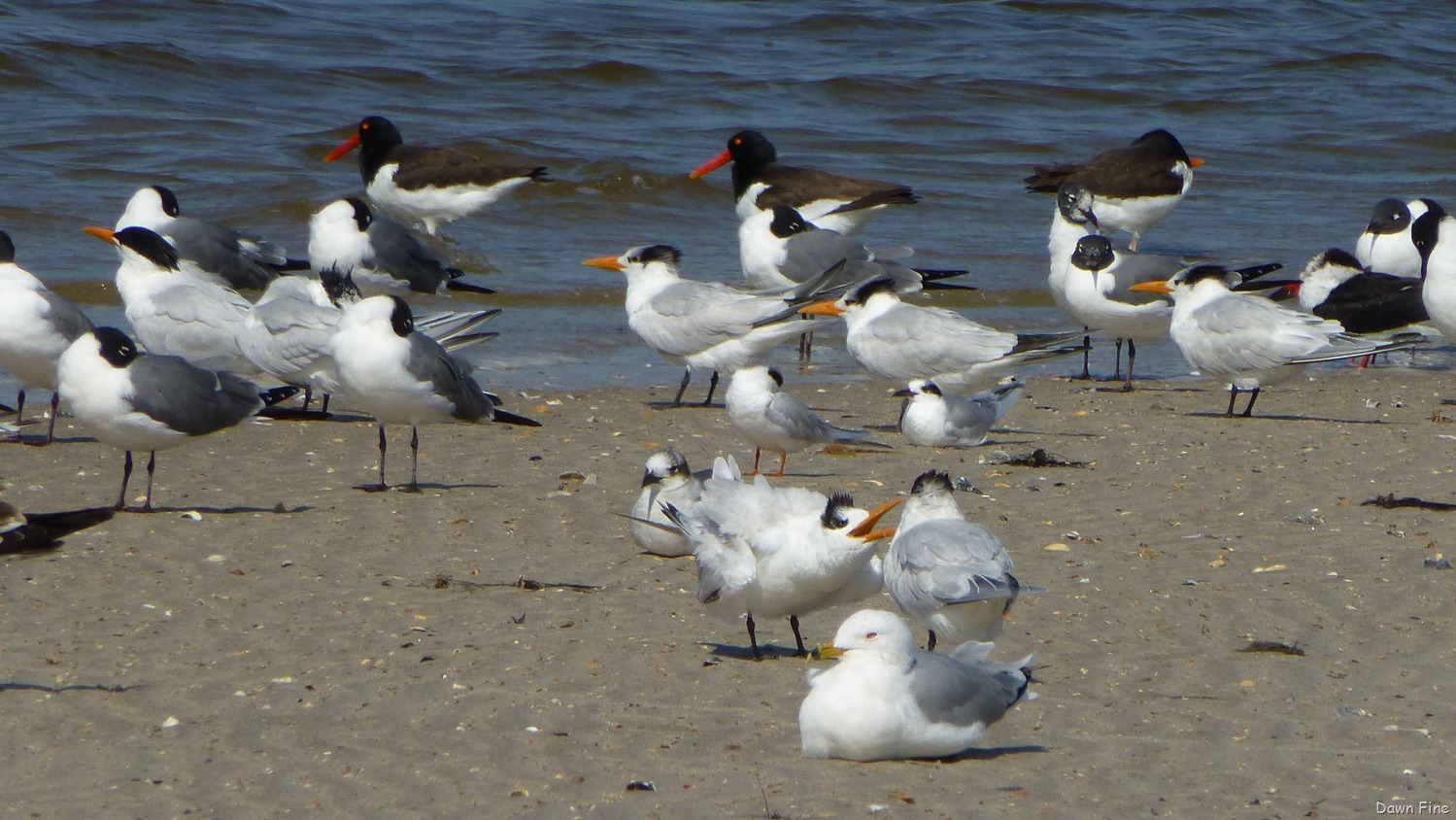 [edisto-beach_0053.jpg]
