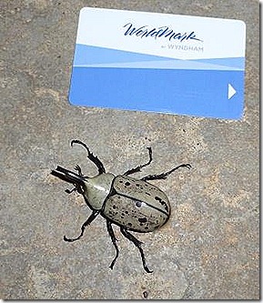 Beetle with business card