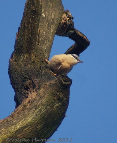 [7-nuthatch%255B2%255D.jpg]