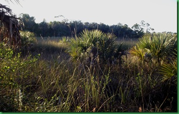 Fakahatchee,  Collier-Seminole, Pather NWR & Chokoloskee 137