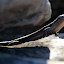 A Little Lizard Hiding In The Rocks - Halls Gap, Australia
