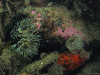 Fan worm: fans worms waft in the current