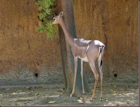 Amazing Animal Pictures Gerenuk (4) Amazing Animal Pictures Gerenuk (4)