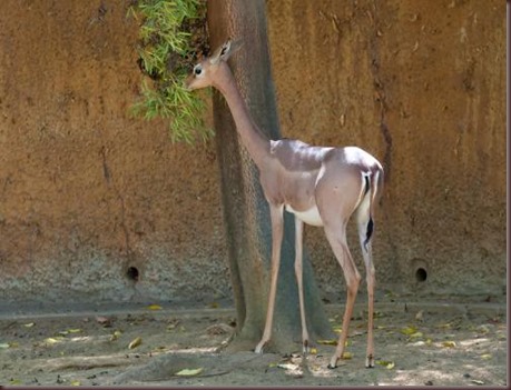 Amazing Animal Pictures Gerenuk (4)