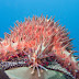 Crw_8447-2