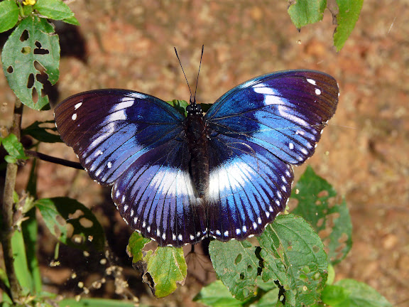 Hypolimnas salmacis DRURY, 1773, mâle. Atewa Hills (Ghana), 28 décembre 2009. Photo : J. F. Christensen