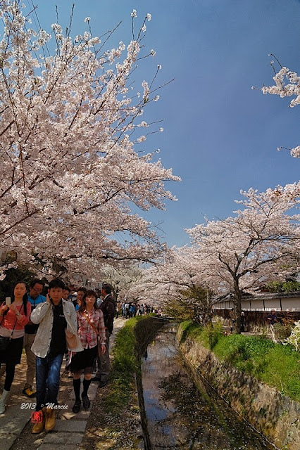 京都哲學之道櫻花
