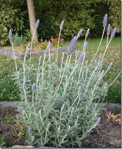 flowers - lavender