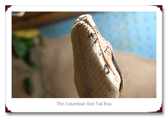  Columbian Red Tail Snake